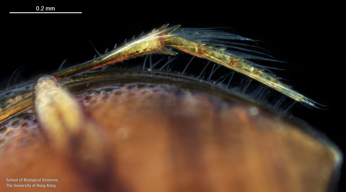 Left hind tarsi (ventral view)